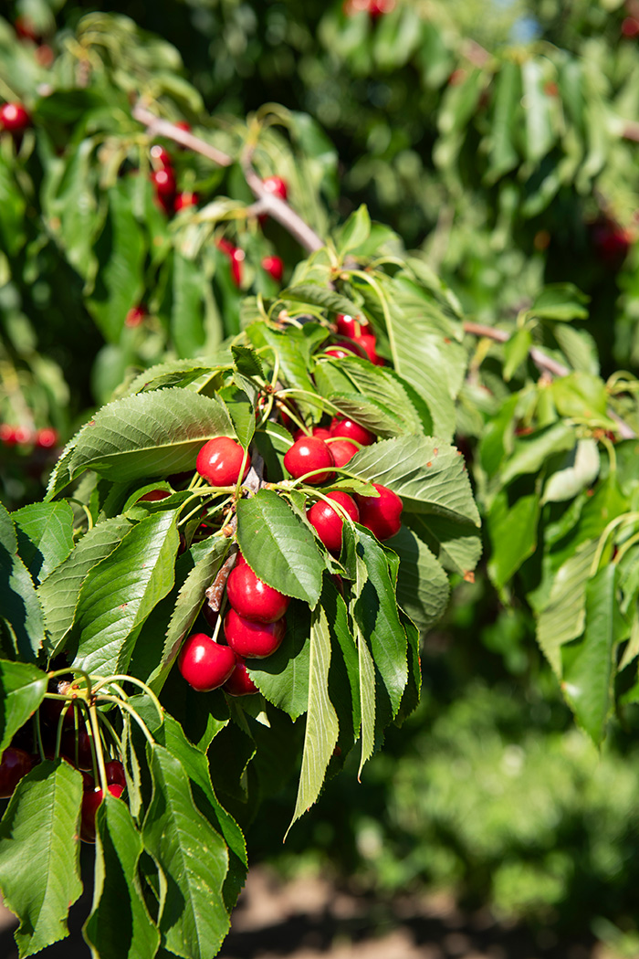 cherries